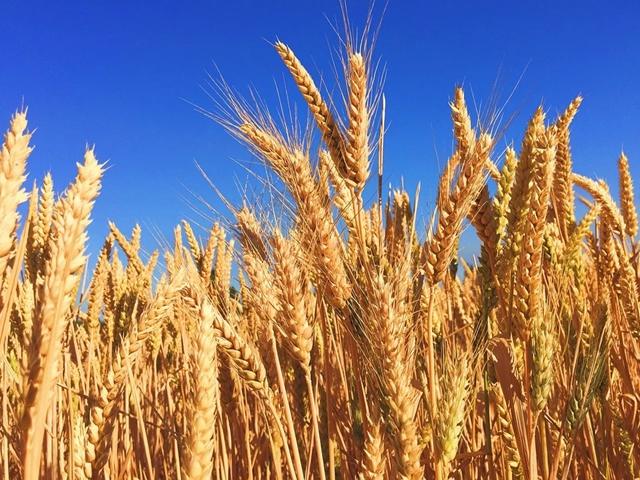 小麦拌种剂怎么使用？