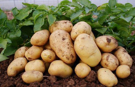 马铃薯种薯切块催芽技术