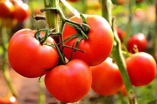 番茄根结线虫的发病症状以及如何防治