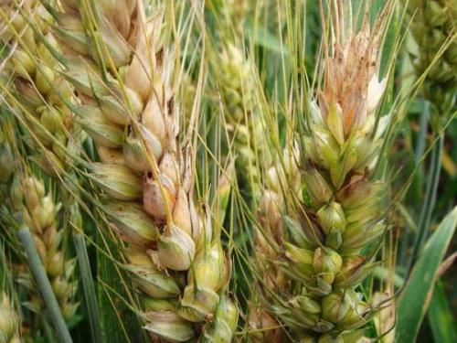 小麦赤霉病爆发季如何防治？