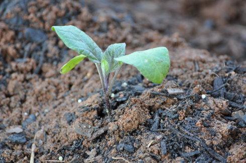 露地茄子育苗时间管理方法