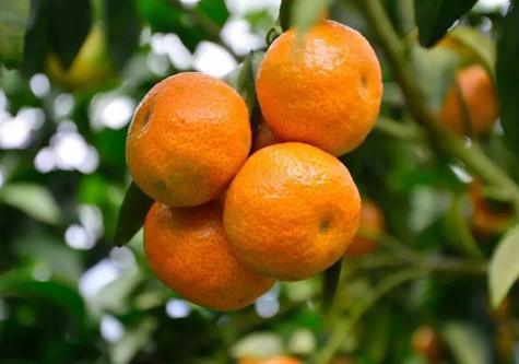 柑橘锈壁虱图片特征以及防治方法