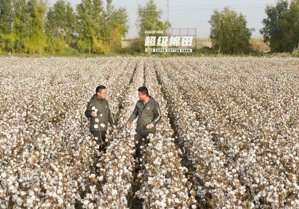 在新疆种棉花，到底是快乐多还是痛苦多？