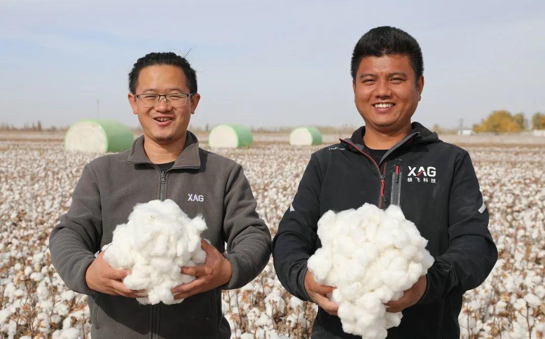 超级棉田第二季收官：亩产超400公斤，一人种千亩棉田成现实