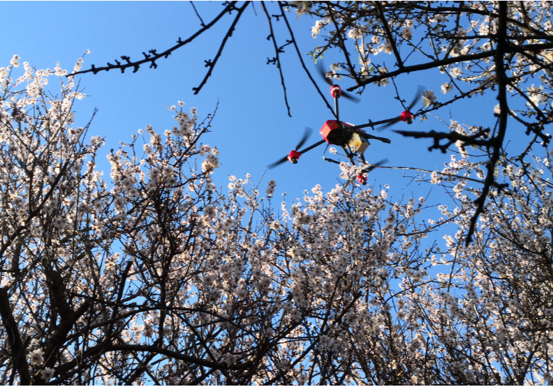 Saving Bees with Drones: How XAG Harnesses “Electronic Bees” to Fight Against Pollination Crisis?