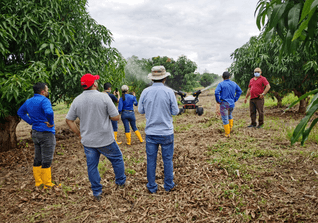 Self-driving Robot to Solve Ecuador Mango Problem