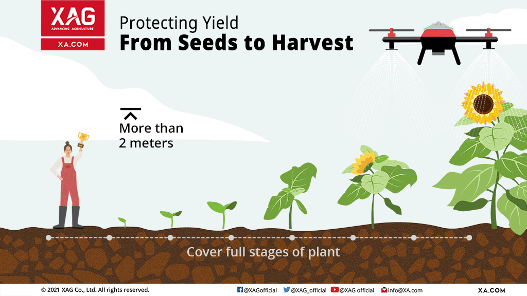 The Sunflower Monologue | From Seeds to Harvest