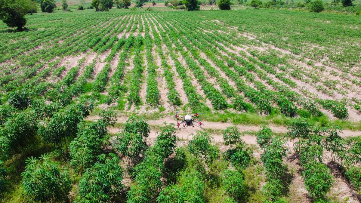 XAG Brings Drone Innovation to Cambodian Farmers for Sustainable Cassava Production