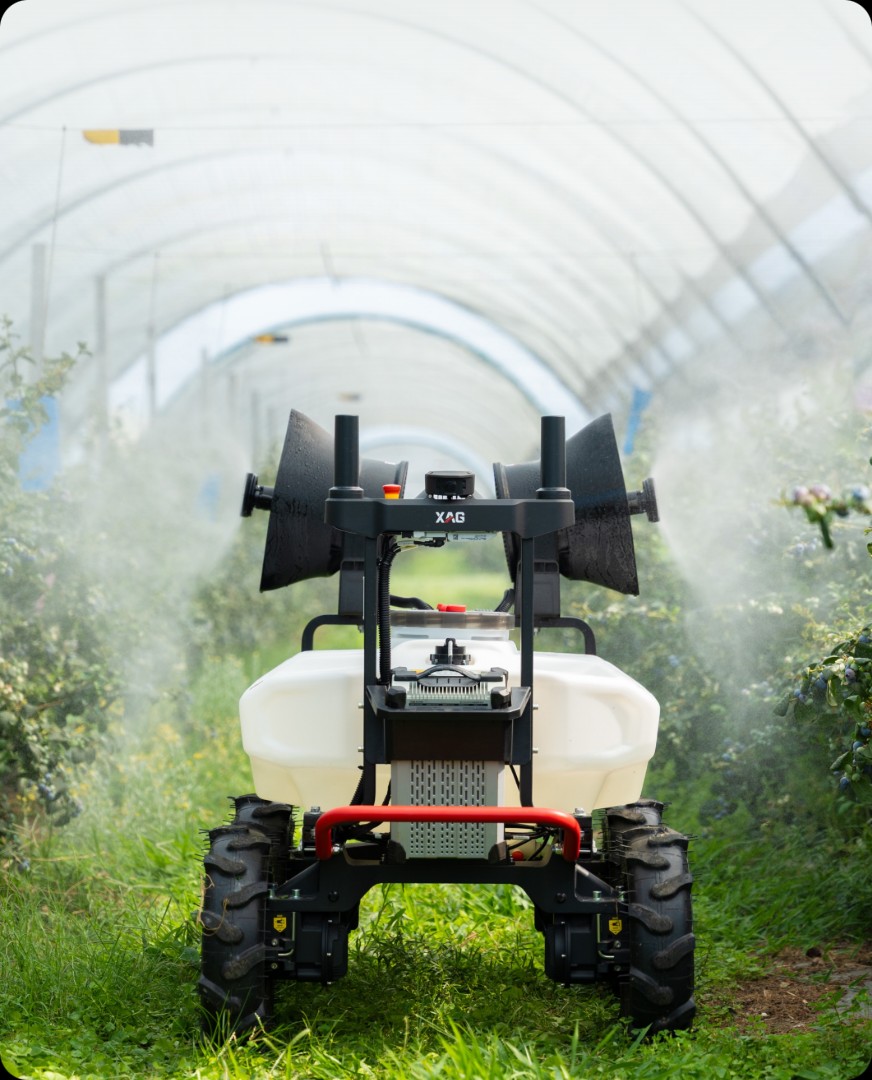Blueberries crop rows