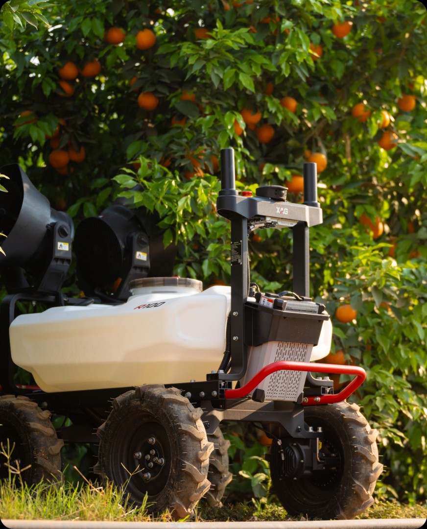 Citrus orchards crop rows