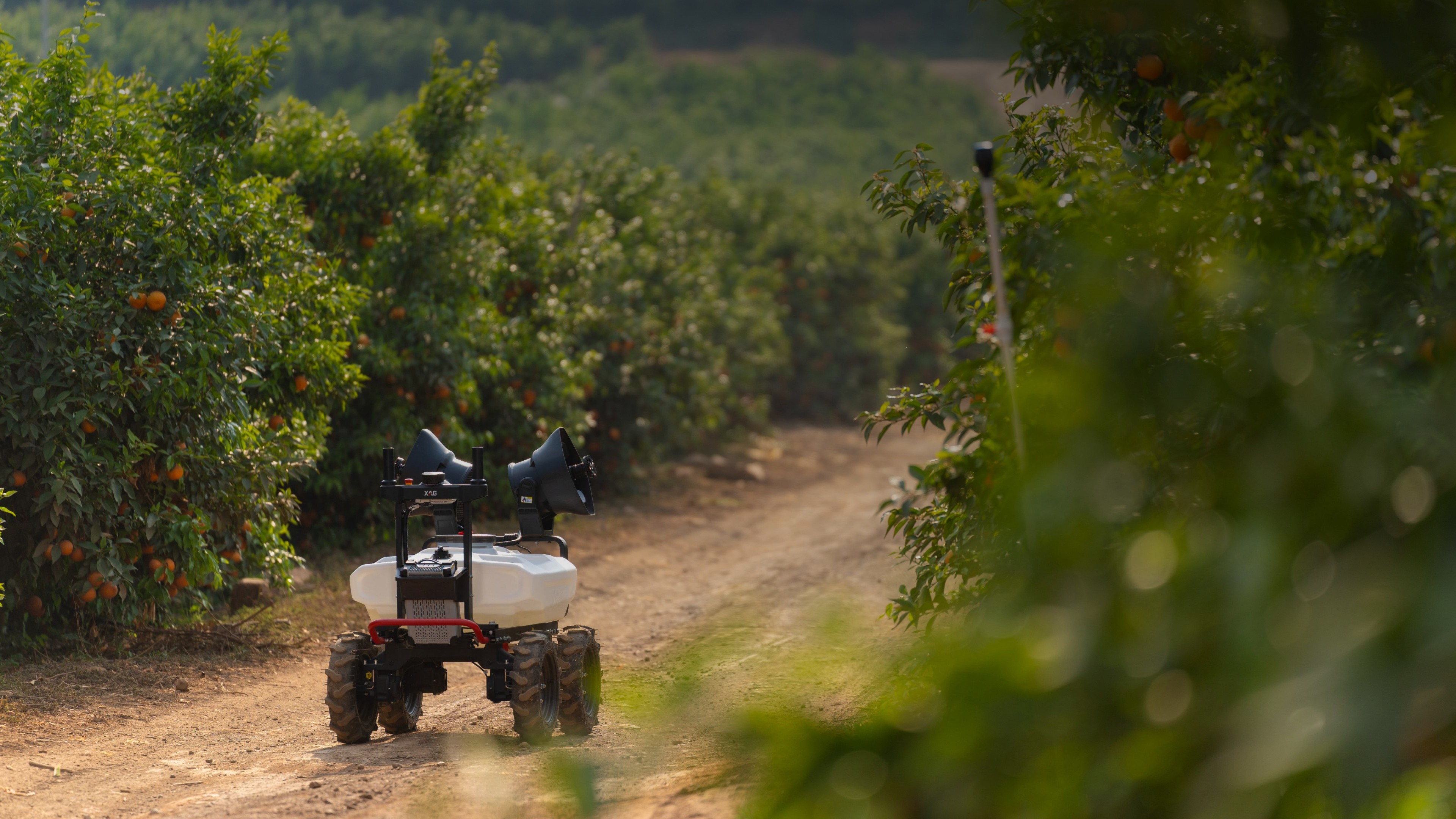 XAG R100 spray robot working between orchard rows