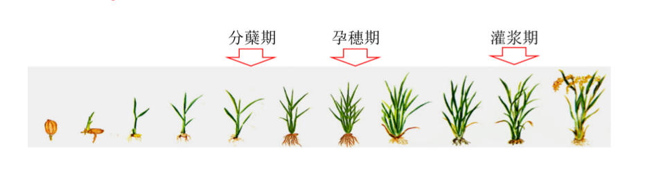 水稻增产的本质原因