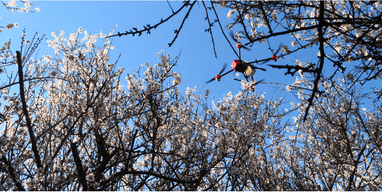 XAG P Series UAS spraying pollen liquid to fruit trees