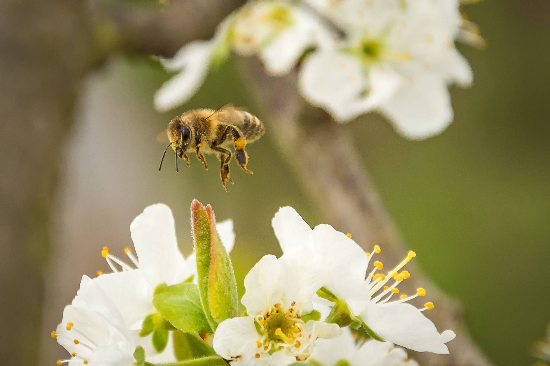 Bee pollination