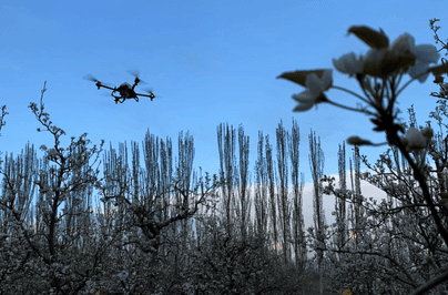  XAG P Series UAS pollinating pear trees