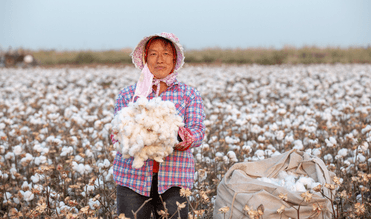 cotton production