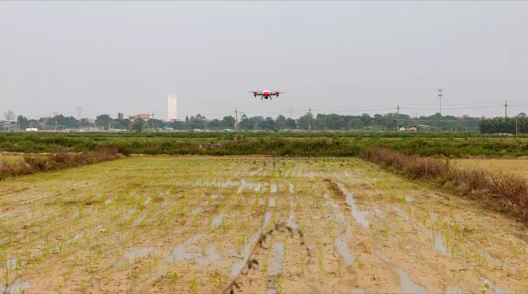 极飞智能播撒机为水稻进行施肥作业