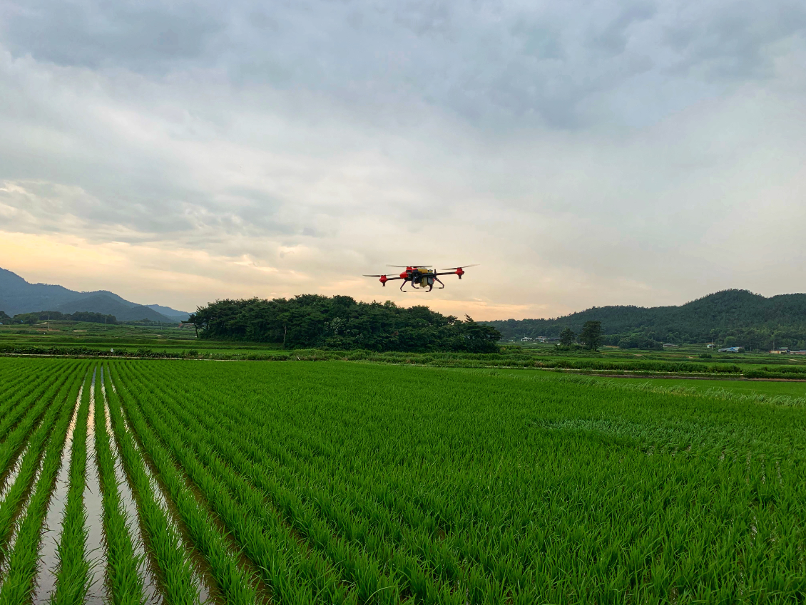 XAG’s P series drone spraying nutrient on rice paddy in South Korea