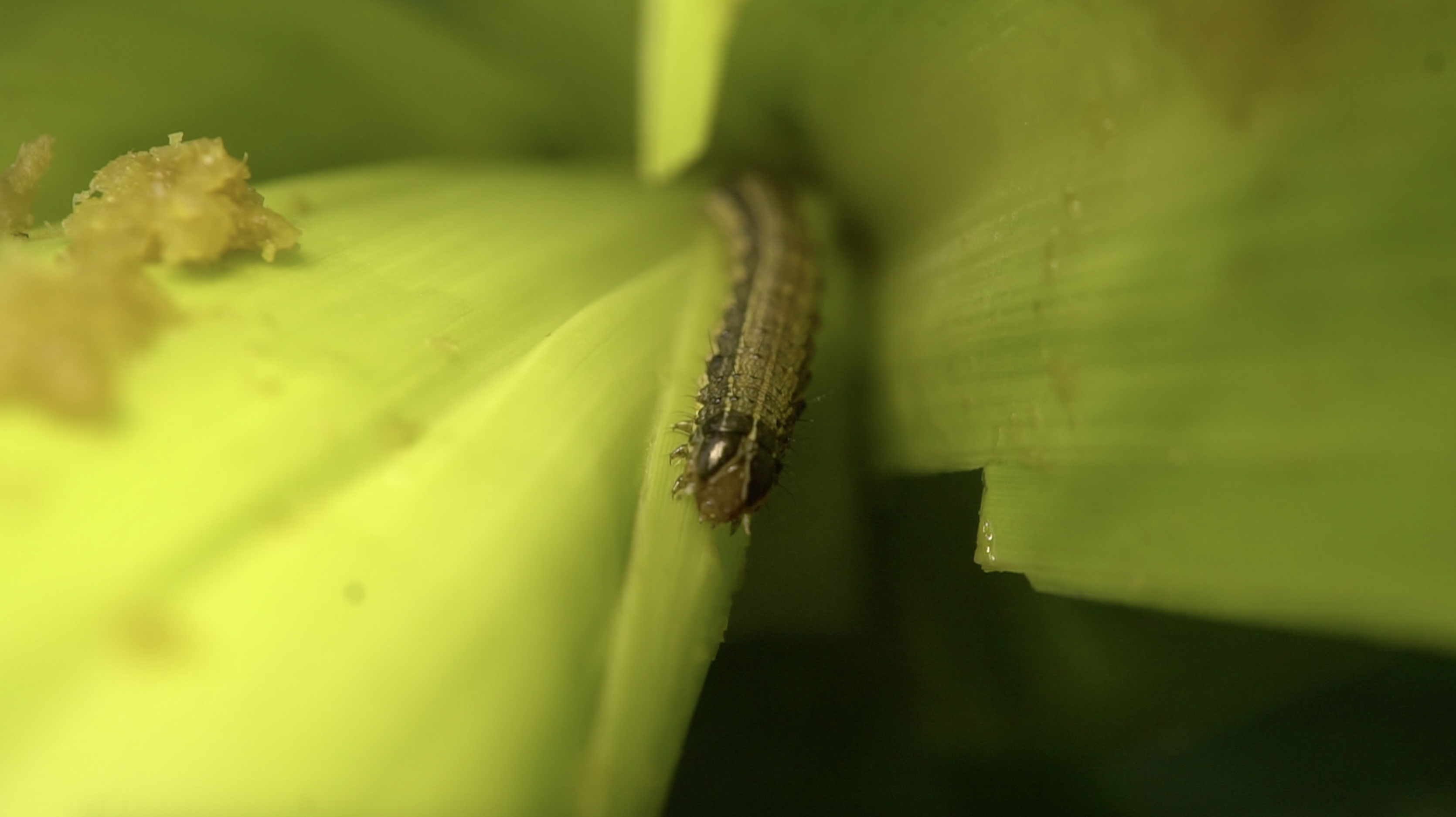 Fall armyworm burrowed in corn