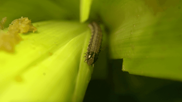 Fall armyworm burrowed in corn