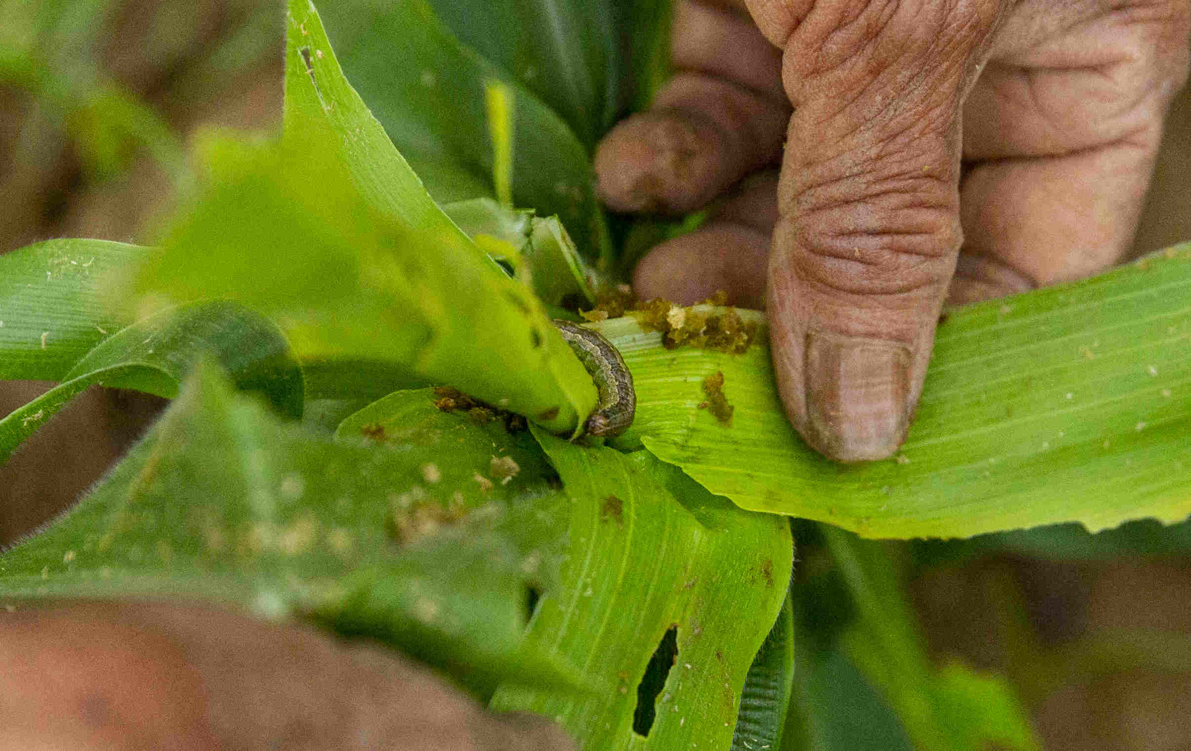 Maize infested with fall armyworm