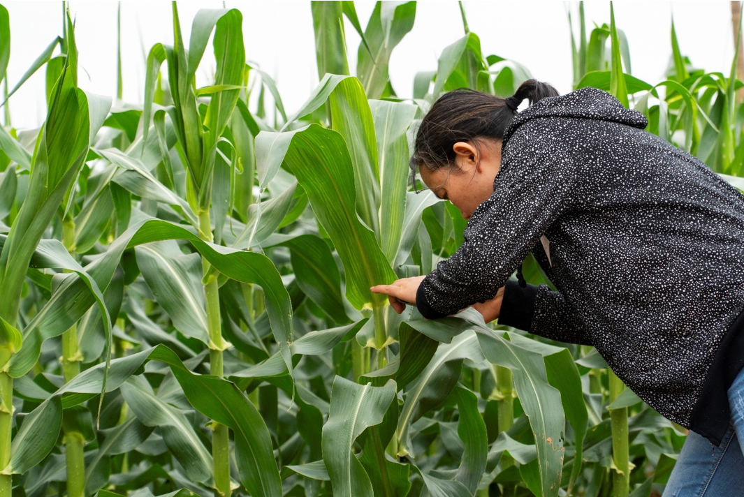 Farmer checking her corn stalks as high as a man