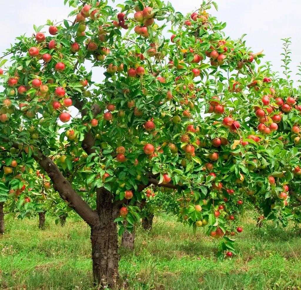 苹果树
