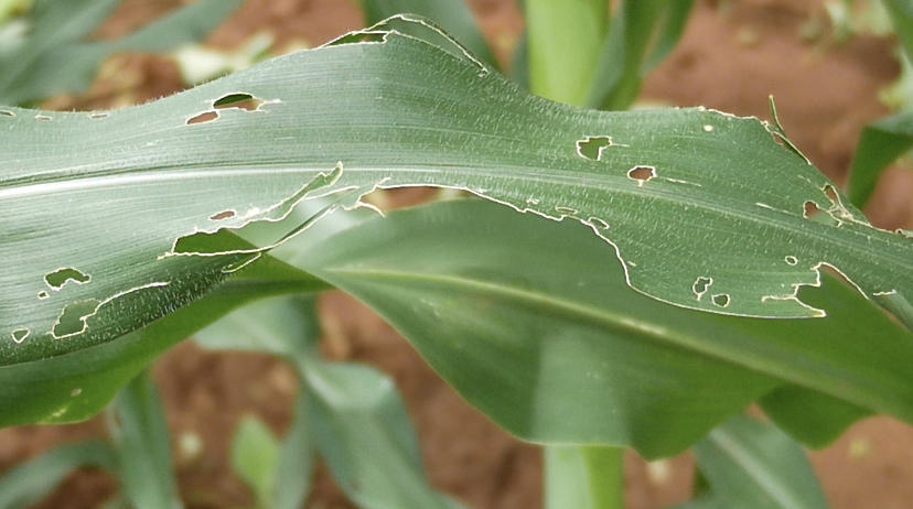 Maize damage by fall armyworm