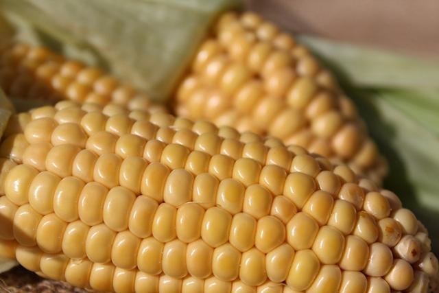 corn-on-the-cob-1712744_960_720.jpg