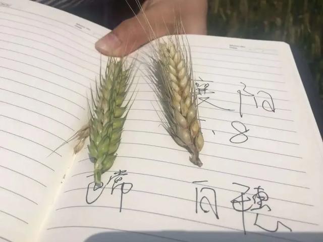 正常小麦和白穗对比