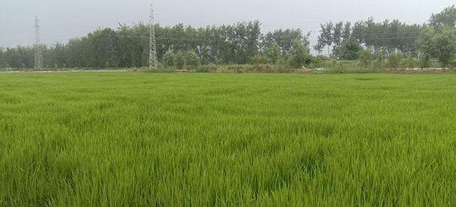 水稻播种对比