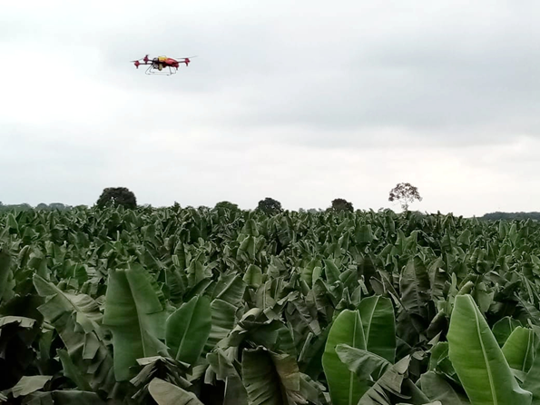 Drone working in banana plantation in Ecuador