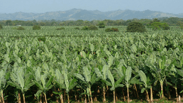 One of the Dole Banana Plantation in Tosagua, Ecuador