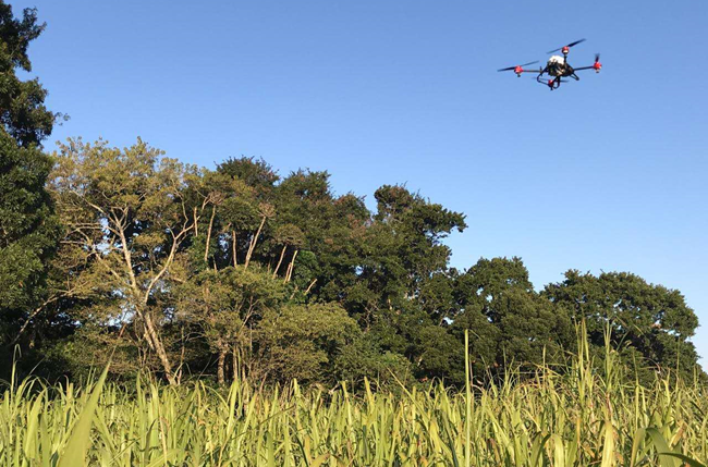 XAG drone flew at a fixed height above the sugarcane fields   