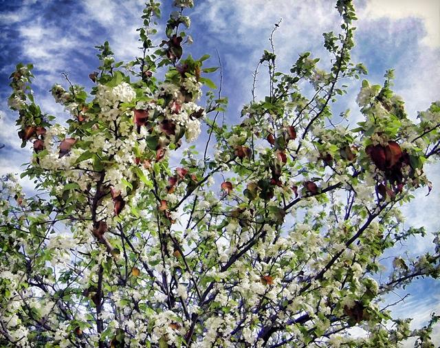 apple-tree-blossoms.jpg