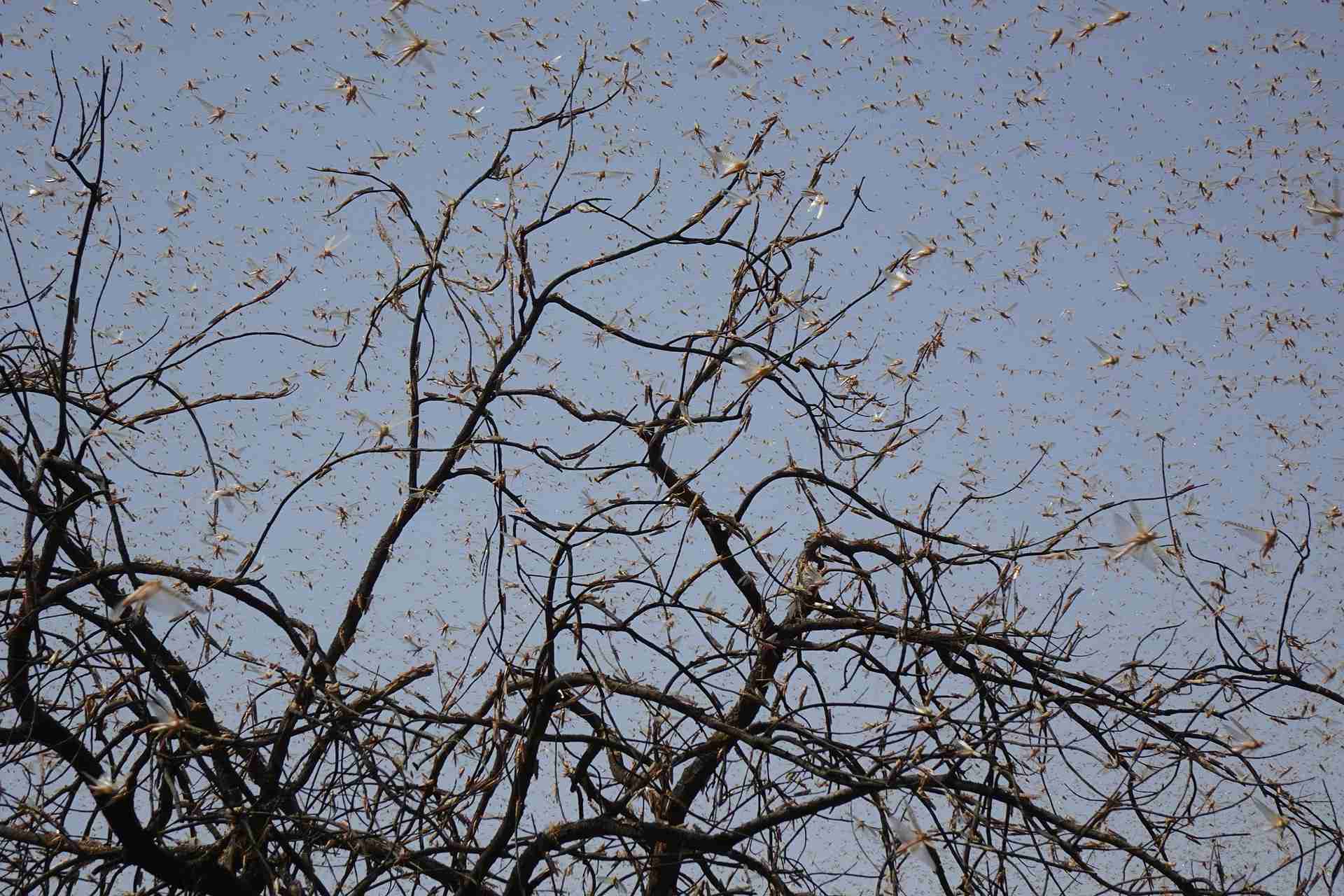 Locust swarms devour tree leaves