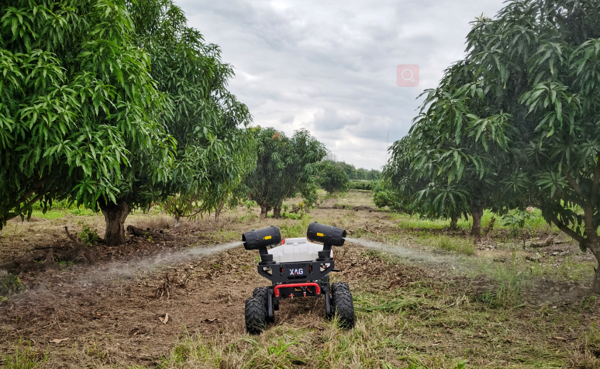XAG R150 Unmanned Ground Vehicle conduct spray onto mango trees