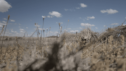 Weeds could render pasture worthless