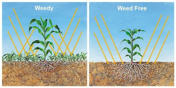 Weeds compete for sunlight with crops