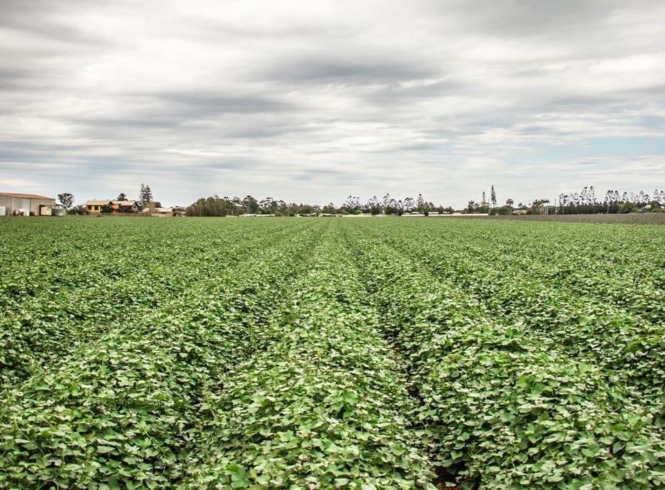 Sweet potato fields of Greensill Farming