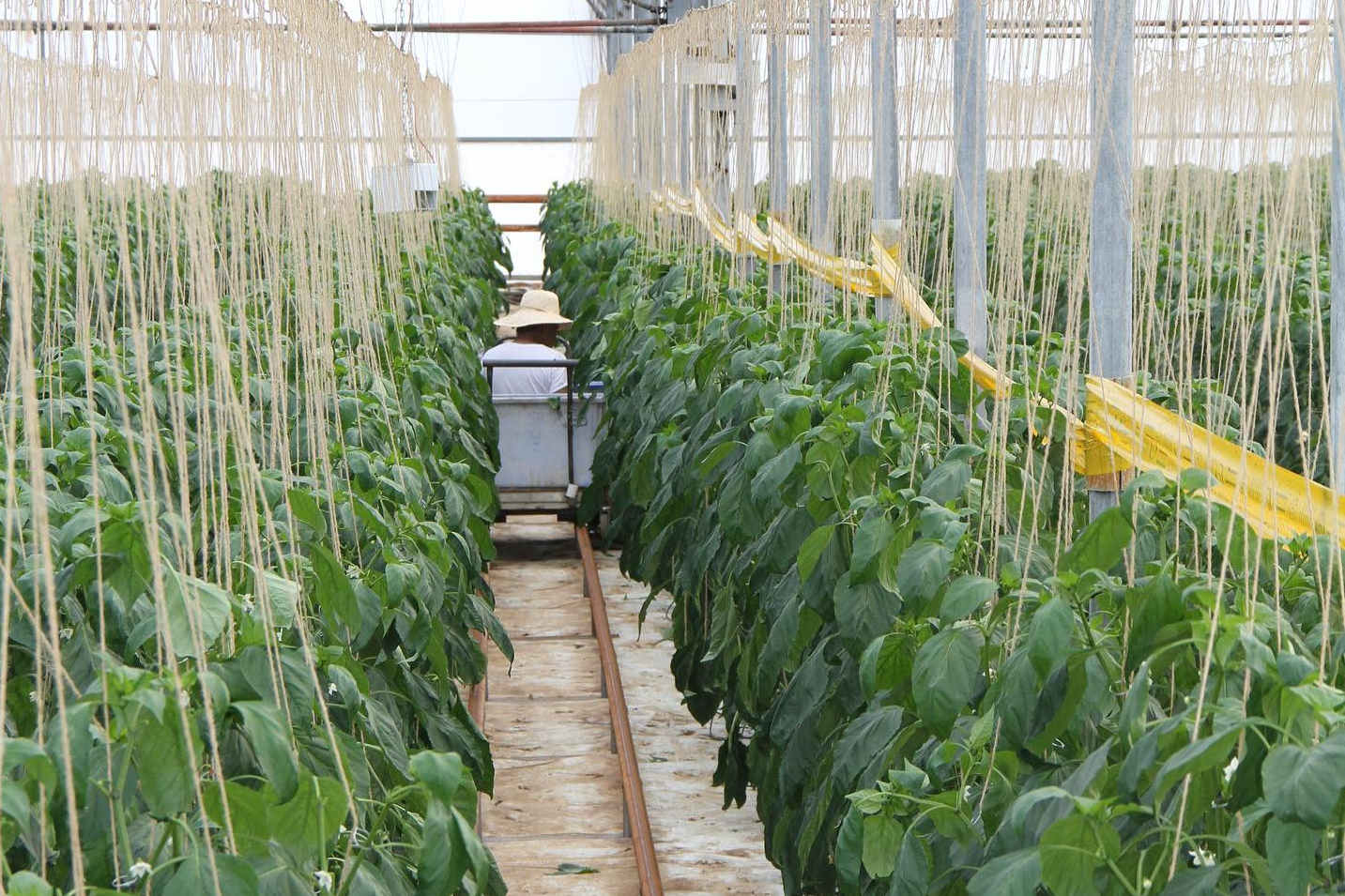 Labour shortage becomes vital trouble to greenhouse owners in Australia