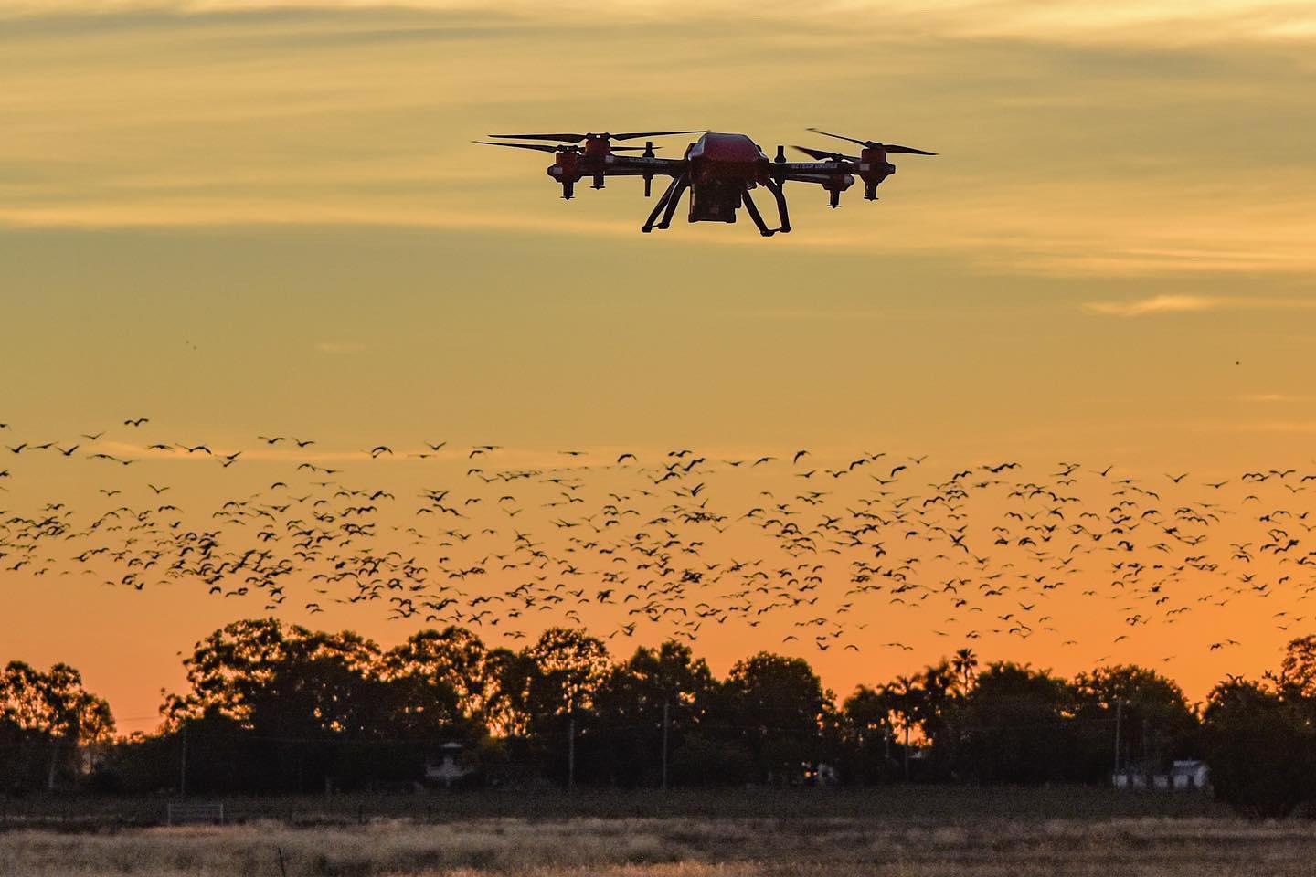 Drone as a new tool for bird deterrence