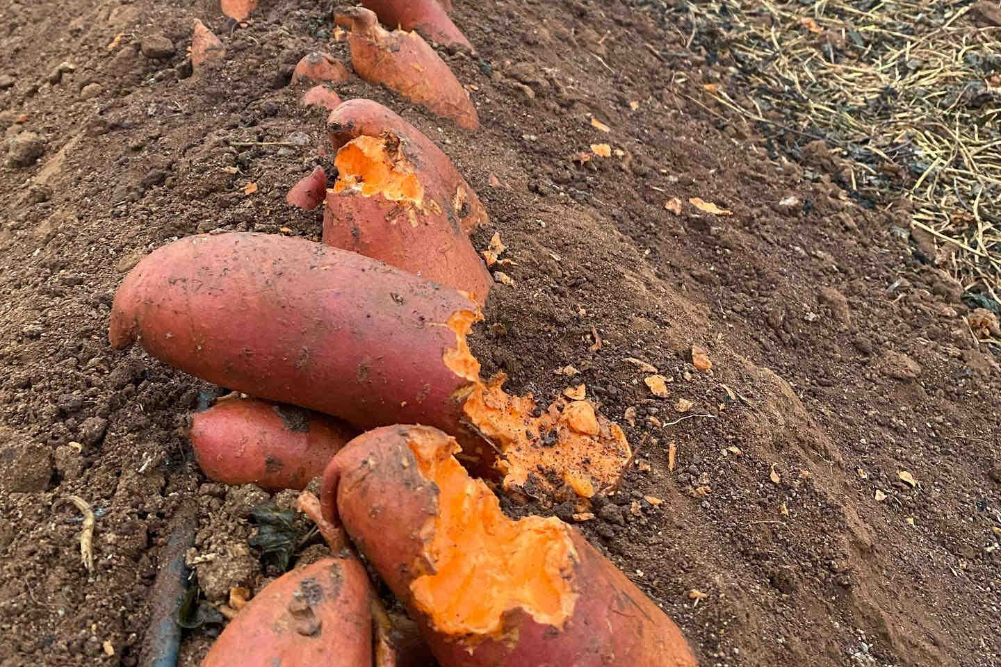 Sweet potatoes damaged by birds (source: Oztech Drones)