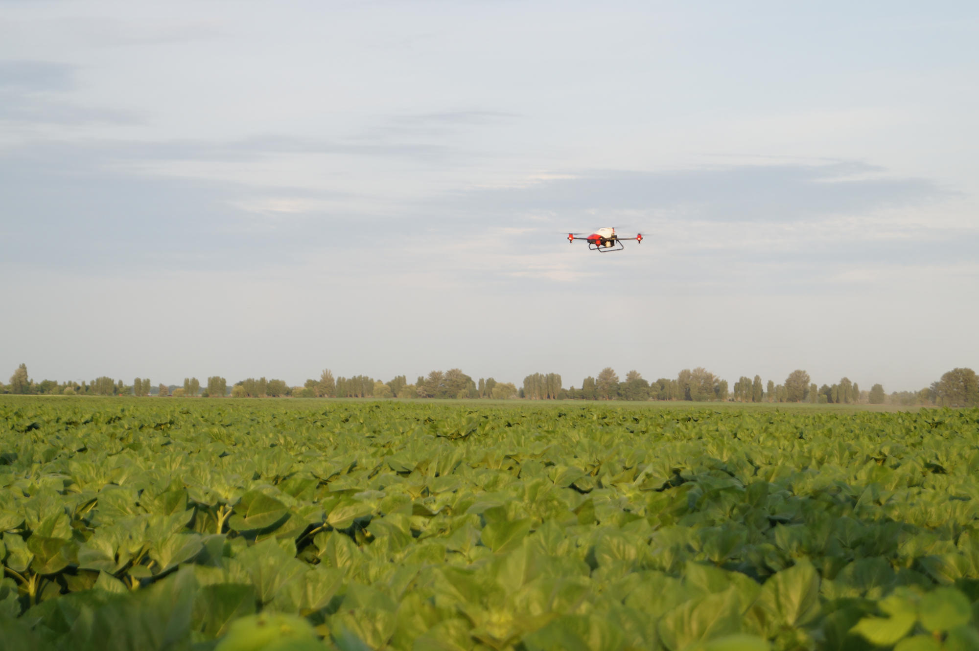 XAG drone spraying sunflowers