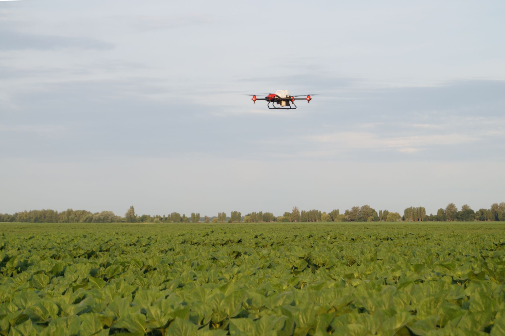 XAG drone spraying sunflowers