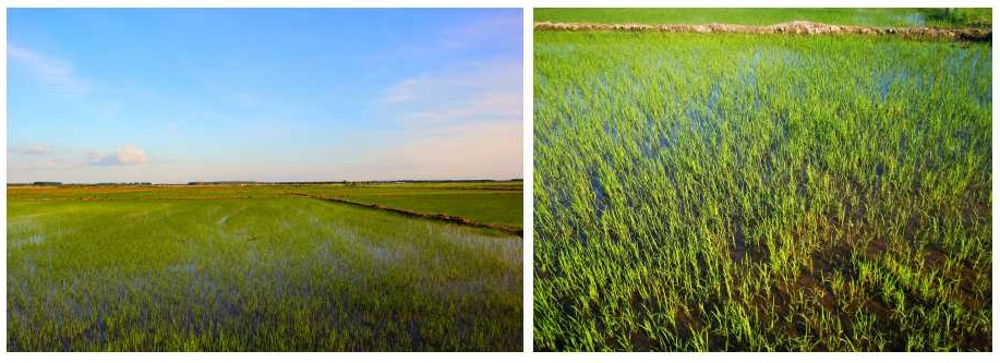 极飞P80农业无人机除草成效显著，水稻长势良好