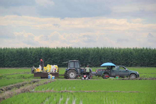 极飞农业无人机正在为水稻田做植保工作