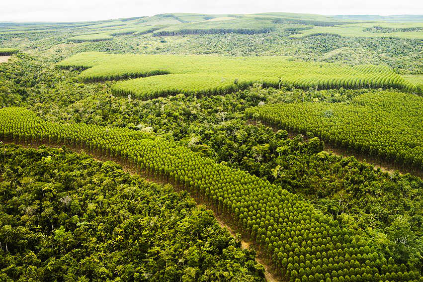 The vast densely planted forests in Brazil 