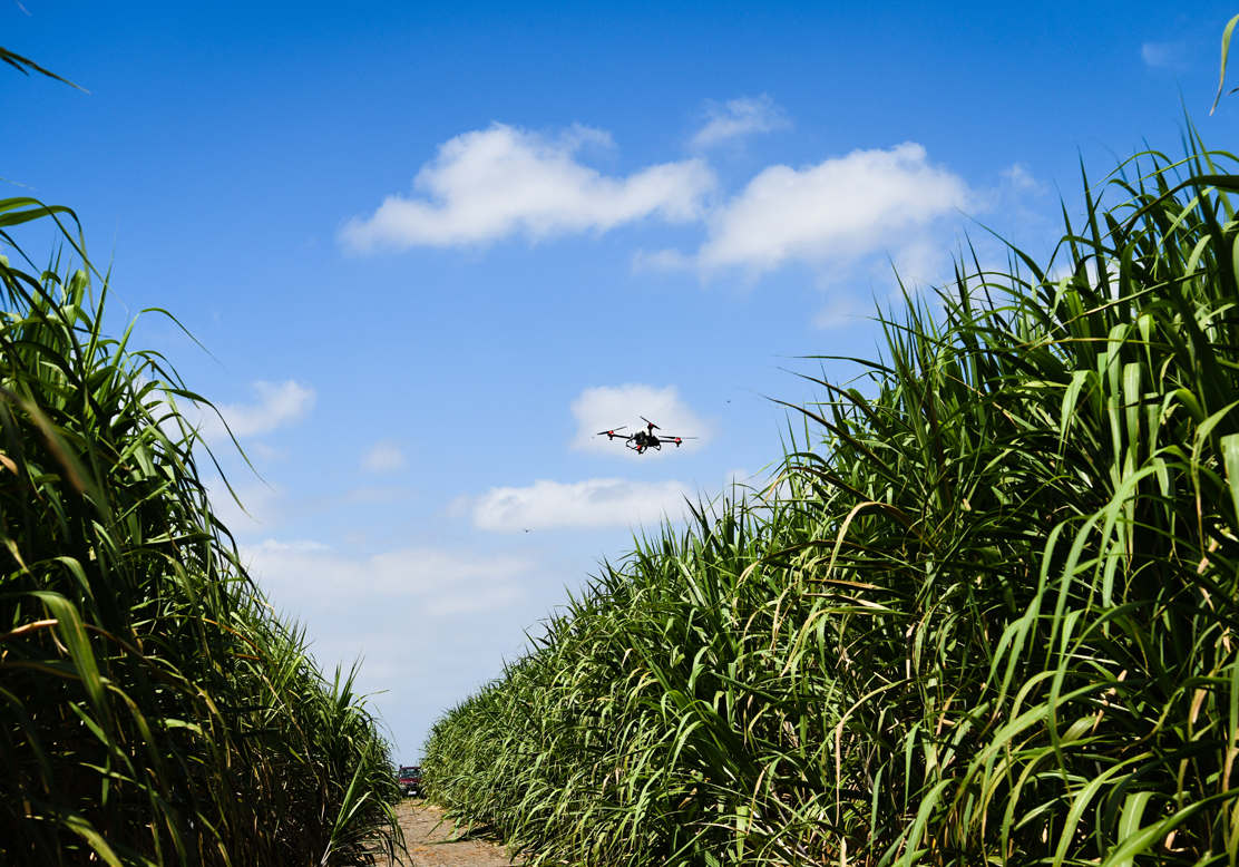 The crop-devouring borers were being ambushed by the spray drone delivering biological pesticides made from Trichogramma. There's going to be a "bugbits" in this organic sugarcane plantation, Ecuador. July 2020.