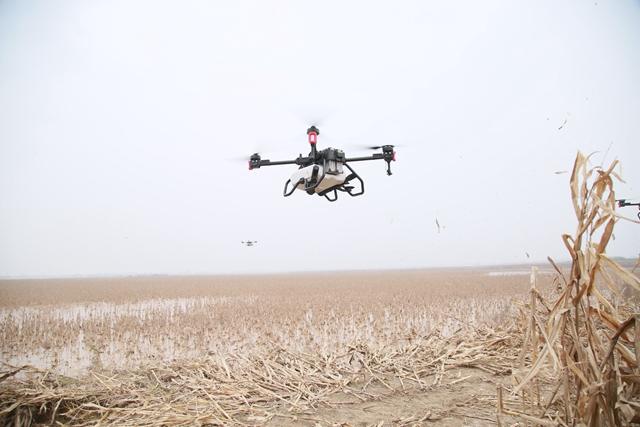 極飛P80農業無人機執行小麥飛播作業